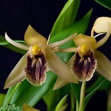 Целогина (Coelogyne fuliginosa) (1352)