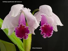 Cattleya quadricolor