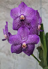 Ванда (V. Pinchai Beauty) (1178)