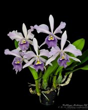 Cattleya Mishima Elf Blue Ocean (C. G. Roebling x walkeriana).