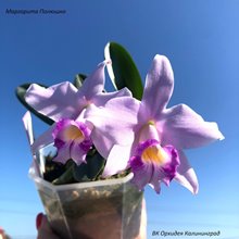 Laelia sincorana x Laelia alaorii