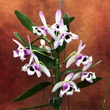 Дендробиум (Dendrobium nobile v. cooksonianum (peloric)) (1336)