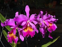 Cattleya x hardyana