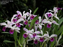 Laelia purpurata var. Flammea