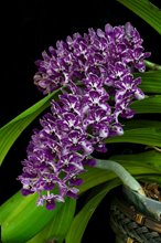 Ринхостилис (Rhynchostylis gigantea, Red-Purple)(1203)