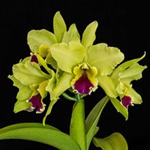 Каттлея (Blc.Memoria Helen Brown)(421)