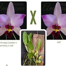 Лаелия (Laelia anceps (castro X guerreiro) X self)(504)