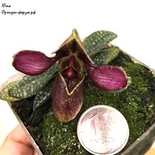 Пафиопе́дилум (paphiopedilum  godefroyae x rungsuriyanum)(А-113)