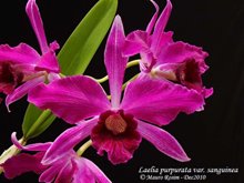 Cattleya luteola