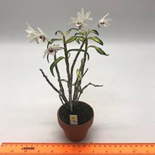 Дендробиум монилиформе (Dendrobium moniliforme sankanou)(А-11)