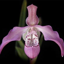 Фрагмипедиум (Phragmipedium)