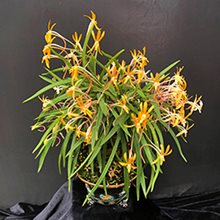 Неофинетия серповидная (Neofinetia falcata)