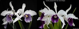 Laelia purpurata ( roxo violeta x werkauserii )