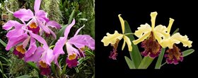 Cattleya Lady Ingram (C eldorado x C dowiana aurea)