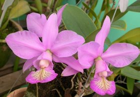 Cattleya  nobilior