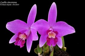 Laelia sincorana