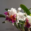C.Kienestiana.