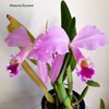 C.gaskelliana.
