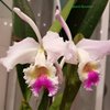 C.mendelii