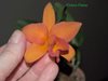 Cattleya
