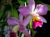Cattleya