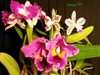 Cattleya
