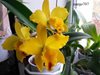 Cattleya