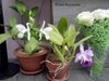 Cattleya
