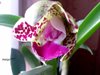Cattleya