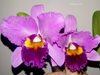 Cattleya