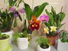 Cattleya