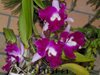 Cattleya