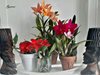 Cattleya