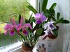 Cattleya