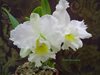 Cattleya