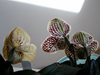 Paphiopedilum
