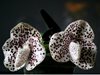 Paphiopedilum bellatulum (Orchid Inn) 