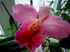 cattleya