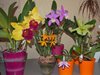 cattleya