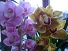 Cymbidium гибр.