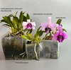Laelia dayana