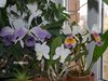 Cattleya