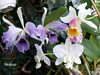 Cattleya