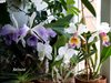 Cattleya